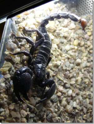 můj nový mazlíkkkk