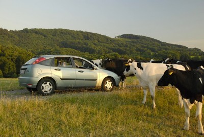 Je jasně vidět, že krávy milují ford focus a kkonkrétně aquamarine :-)))