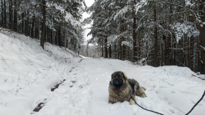 Stene.jpg