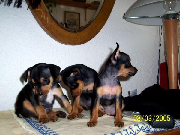 Banda hryzavek - ty jsou uz pryc