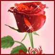 růže2.gif
