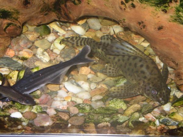 3 - péřovec a sumeček žraločí.jpg