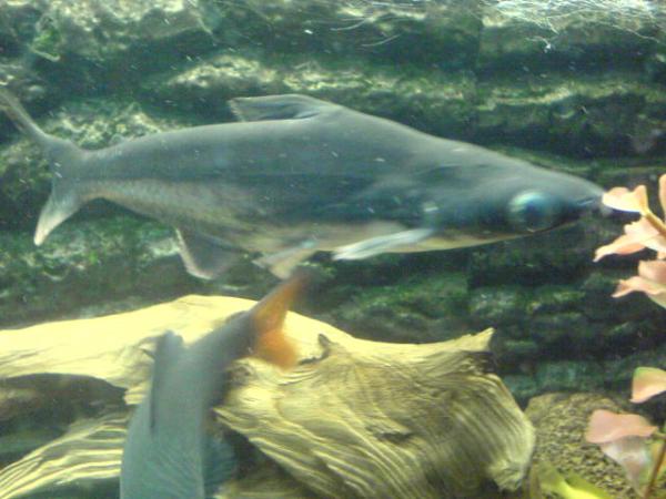 Sumčí žraloček, toho znáš Skubi