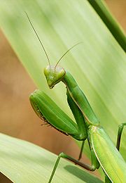 180px-Mantid_August_2007-3.jpg