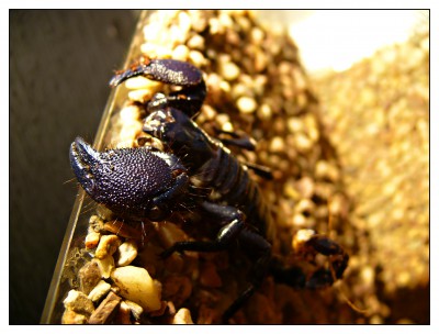 štír nádobíčko =).JPG