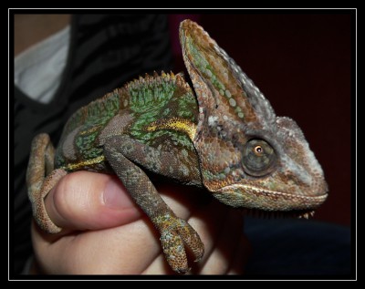 chameleon1.jpg