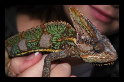chameleon.jpg