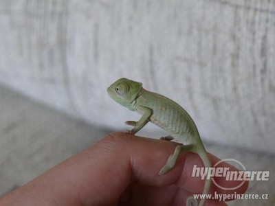 2736721-chameleon-jemensky--28chamaeleo-calyptratus-29-1.jpg
