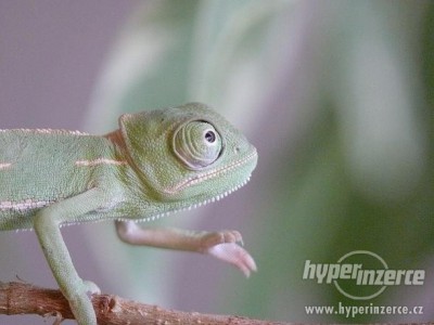 2736721-chameleon-jemensky--28chamaeleo-calyptratus-29-3.jpg