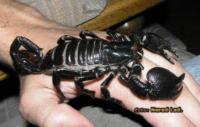 pandidus imperator.jpg