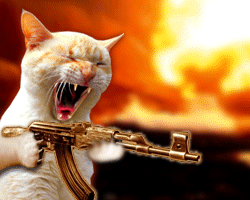 supercat5hi.gif