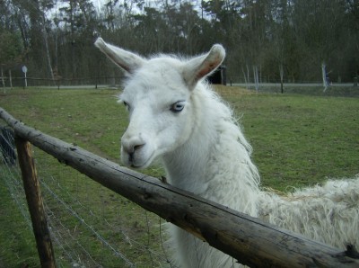 lama s modrýma očima pro ty co nevylezli z hospody